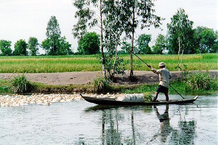 mekong_ducks.jpg